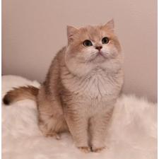 曽楠軒ブリーダー