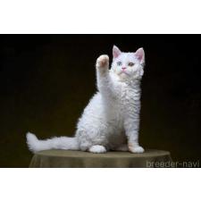 木下浩志ブリーダー