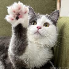 平ほの花ブリーダー