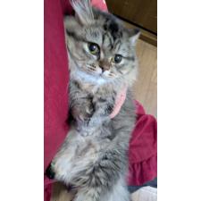 市川富士子ブリーダー