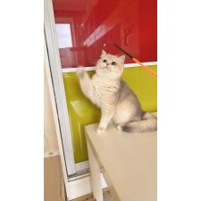 金咲亜依ブリーダー