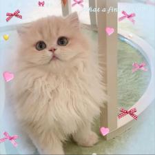 金咲亜依ブリーダー