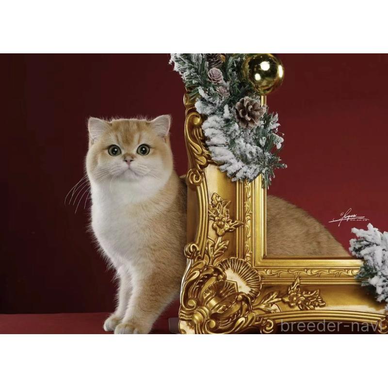 曽楠軒ブリーダーの詳細