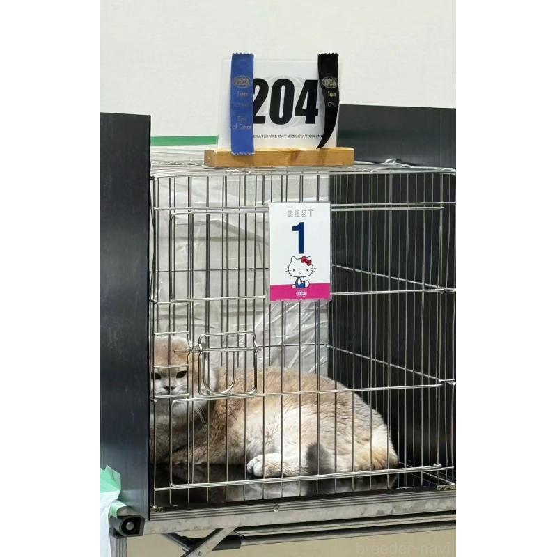 曽楠軒ブリーダーの詳細