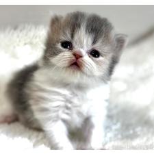 小澤利恵ブリーダー