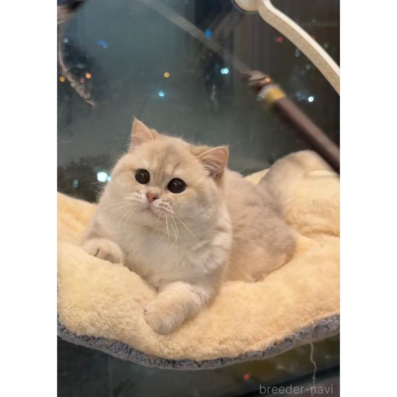 寧秀影ブリーダーの詳細