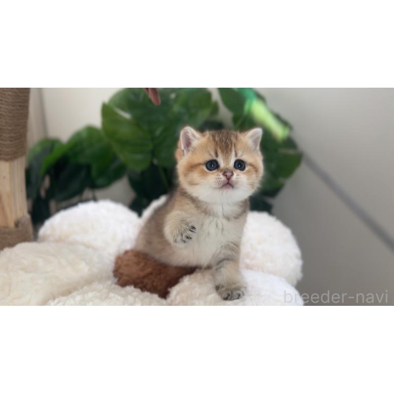 寧秀影ブリーダーの詳細の1枚目