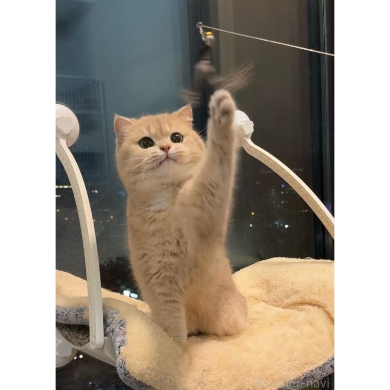 寧秀影ブリーダーの詳細