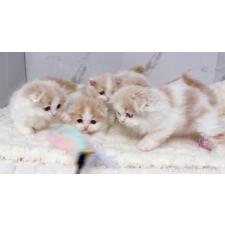 亀田麗花ブリーダー