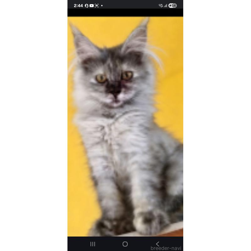 千種美智子ブリーダーの詳細