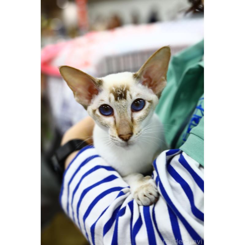 名取亜矢子ブリーダーの詳細