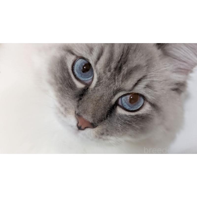 名取亜矢子ブリーダーの詳細