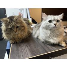 松尾晴美ブリーダー