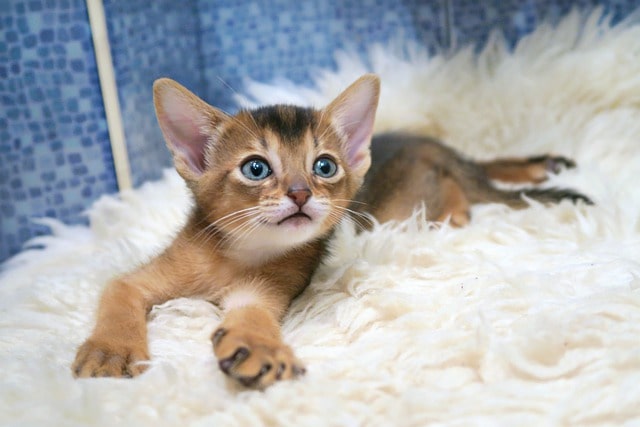 アビシニアンの子猫を探す