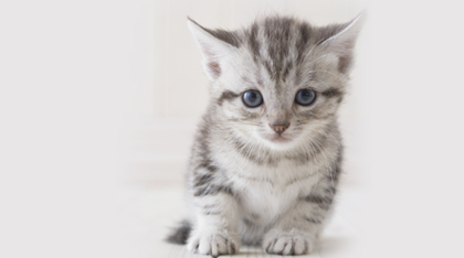 アメリカンショートヘアの子猫を探す