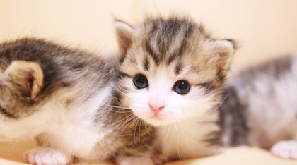 マンチカンの子猫を探す