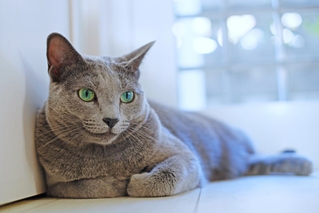 ロシアンブルーの子猫を探す