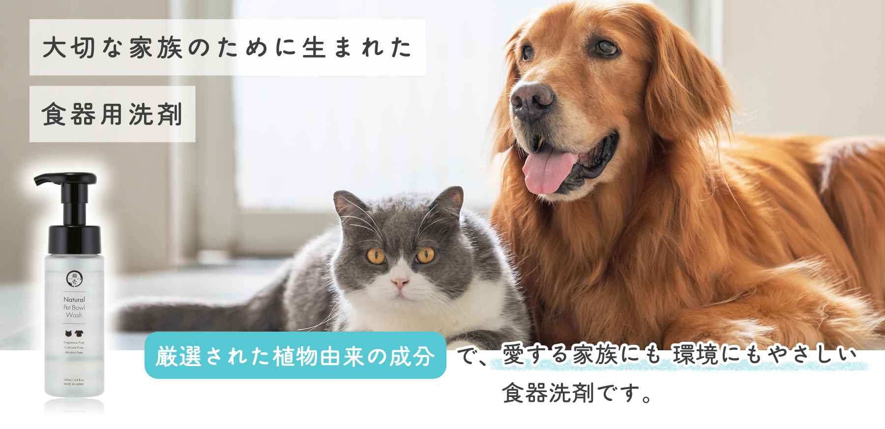 猫壱『バリバリボウル子猫用』