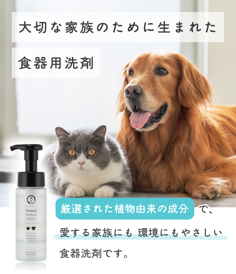 猫壱『バリバリボウル子猫用』